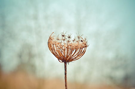 brown flower seed head in selective focus photography thumbnail