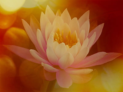 white and pink flower thumbnail