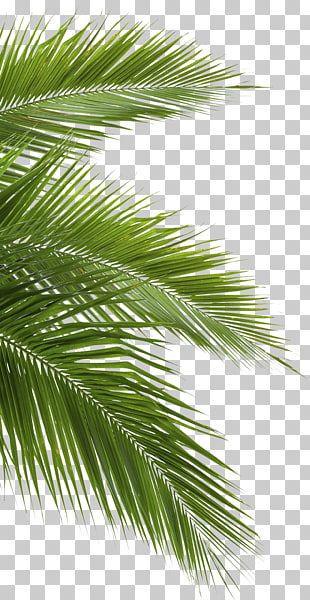 Coconut Arecaceae Leaf White, jungle, green palm leaves PNG clipart