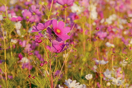 close up photography of pink comsmos flowers thumbnail