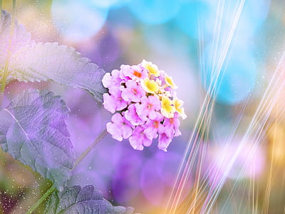 bokeh photography of pink and yellow petaled flowers thumbnail