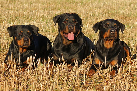 three adult mahogany Rottweilers laying on grass thumbnail