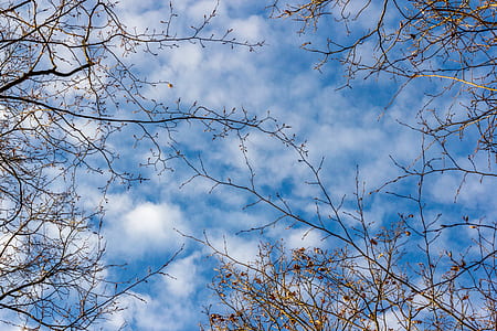 wood, nature, sky, weather thumbnail