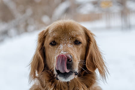 selective focus photo of golden retriever thumbnail