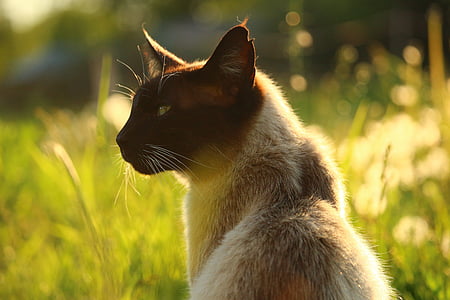 close up photography of siamese cat at the meadow thumbnail
