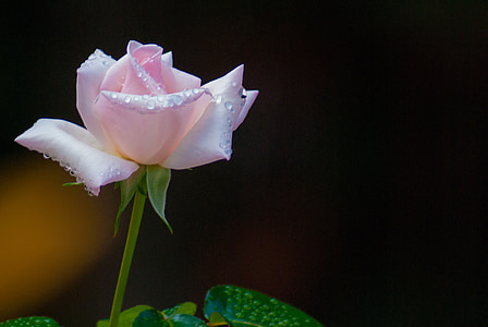 pink rose flower isolated on black background thumbnail