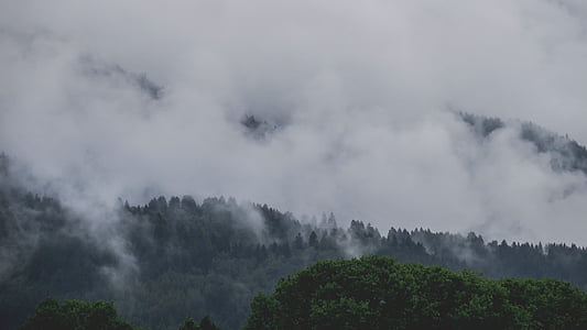 forest covered with white smoke during daytime thumbnail
