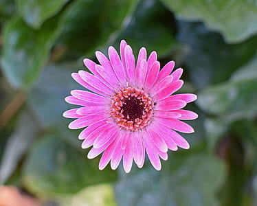 macro short of pink flowers thumbnail
