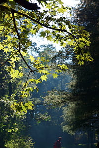 man surrounded by trees thumbnail