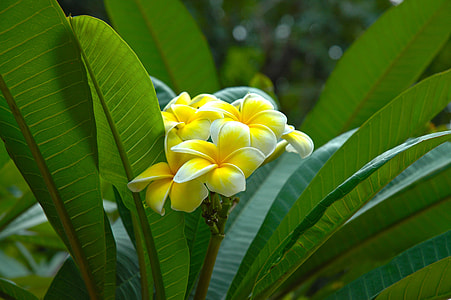 selective focus photography of white plumerias thumbnail