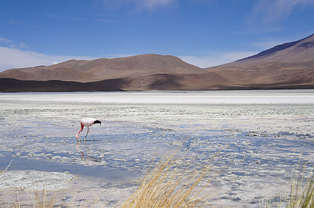 flamingo on field with brown mountain on background thumbnail