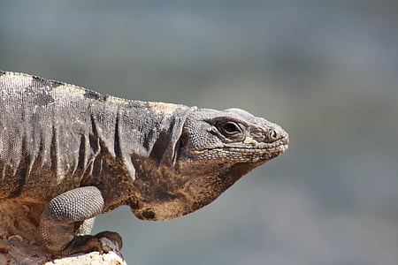 shallow focus photography of brown iguana thumbnail