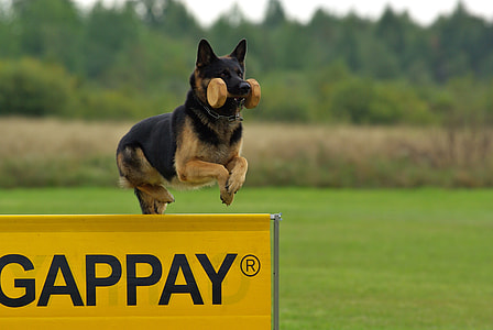 German shepherd jumping on Gappay signage during daytime thumbnail