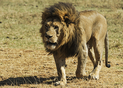 lion on brown grass thumbnail