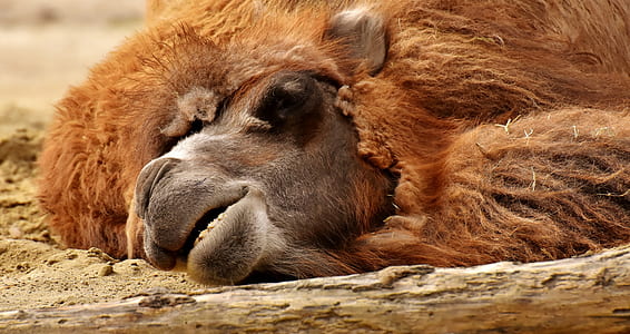 brown camel laying on dirt in close-up photo thumbnail