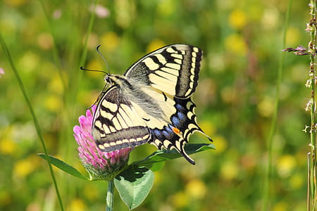 closeup photography of tiger swallowtail butterfly thumbnail