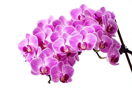 purple orchid thumbnail