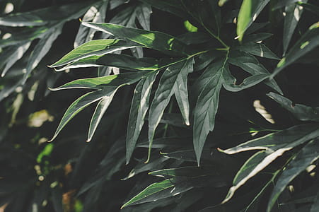 Shallow Photography of Green Leaves thumbnail
