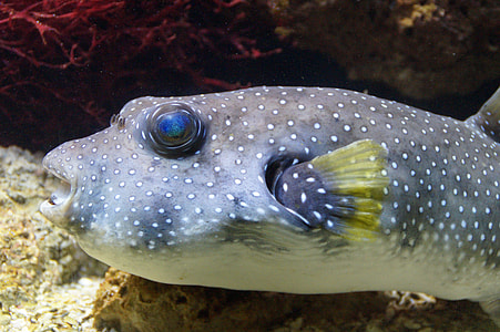 gray fish thumbnail