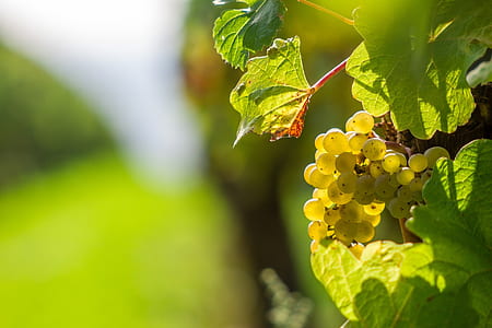 selective focus photography of green grapes thumbnail