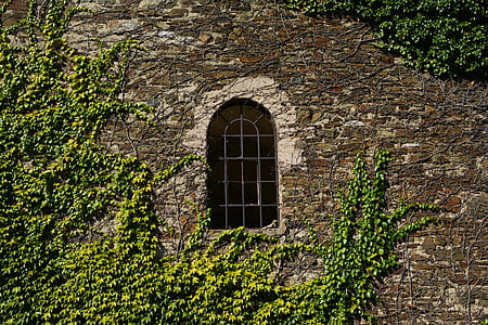 green leaf plant near arch concrete window thumbnail
