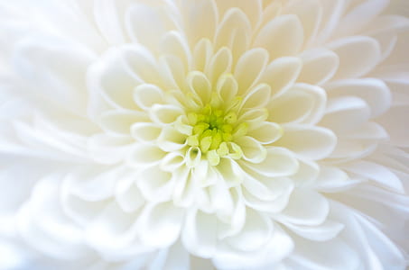 close photo of white petaled flower thumbnail
