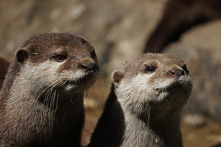 two brown ferrets thumbnail