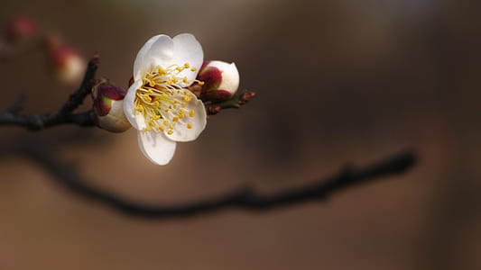 selective focus photography of white petal flower thumbnail
