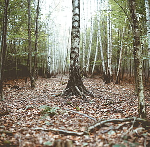 tree in the forest thumbnail