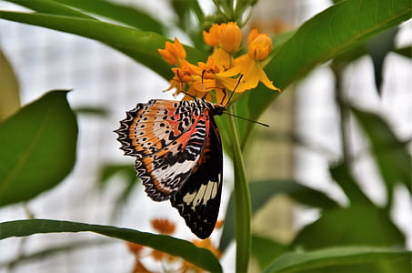 black, white, and orange butterfly perched on yellow petaled flower at daytime thumbnail