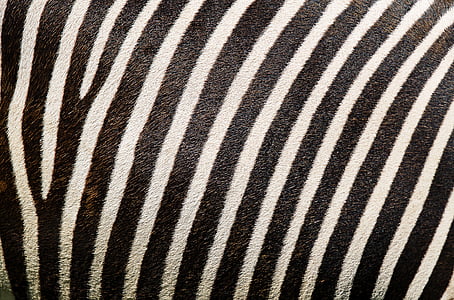 black and white striped textile thumbnail