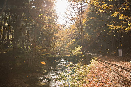body of water near green trees during daytime thumbnail
