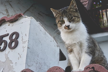 brown tabby cat looking down thumbnail