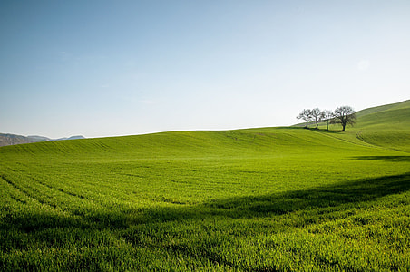 four tree on green field thumbnail