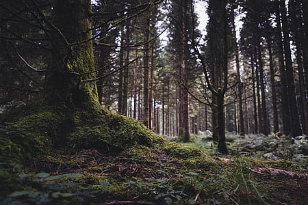forest full of trees thumbnail