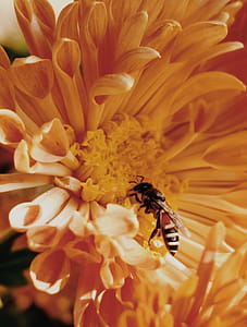 Close-Up Photo of Honey Bee on Yellow Petaled Flowers thumbnail