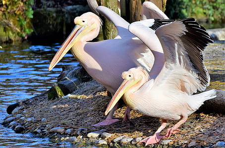two birds by the lake thumbnail