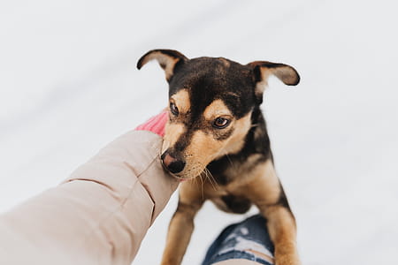 The Strange Dog thumbnail