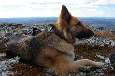 adult black and tan German shepherd resting on ground during daytime thumbnail