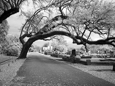 greyscale photo of tree near road thumbnail