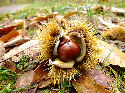selective focus photography of brown fruit on ground thumbnail