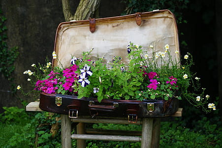 pink and white flowers in brown suitcase thumbnail
