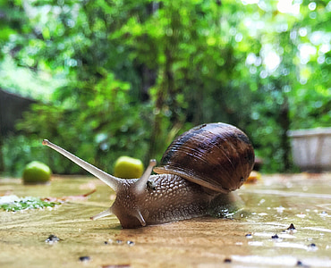 brown snail on floor thumbnail