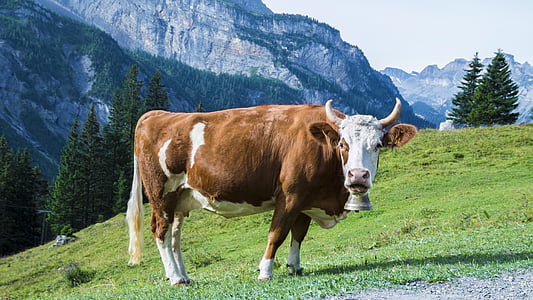 brown and white cattle on green hill at daytime thumbnail