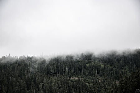green leafed trees thumbnail