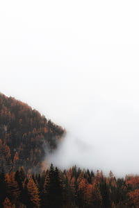 smoke covering brown trees during daytime thumbnail