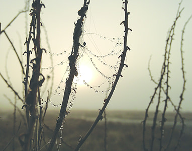 spider web with water dew at daytime thumbnail