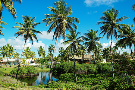 green coconut palm trees thumbnail
