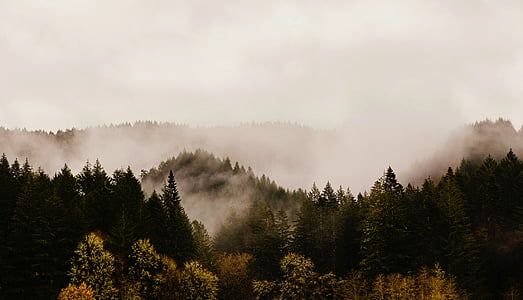 foggy trees at daytime thumbnail