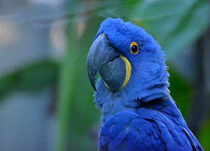 focus photo of hyacinth macaw thumbnail